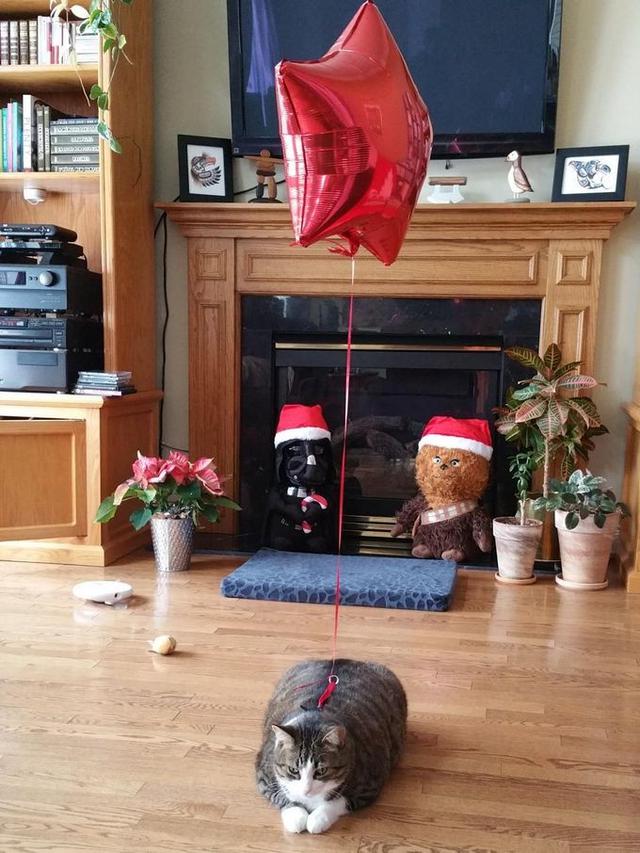 3 Trik Kocak Amankan Hewan Peliharaan